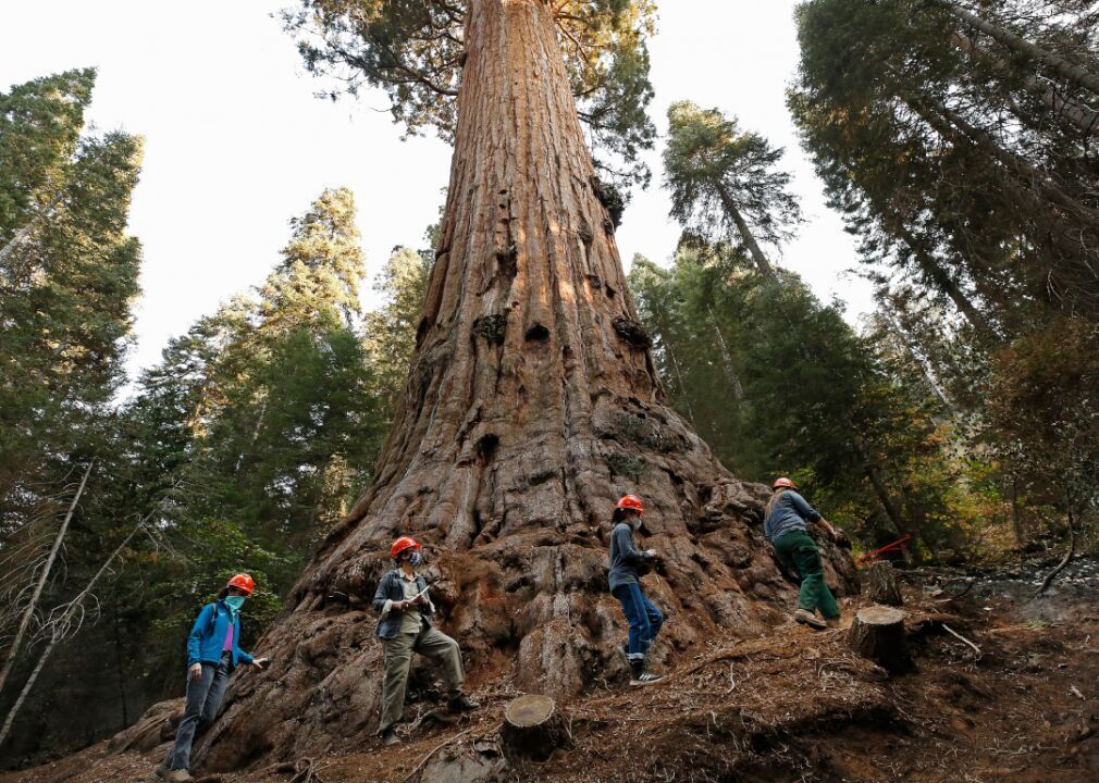 Ecological impact of fires on giant Sequoias